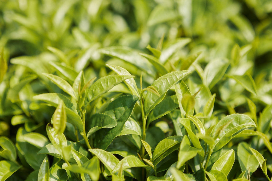 余白のある暮らし｜特別編「きたの茶園」
